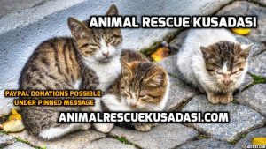 Animal Recue Kusadasi Facebookgroup